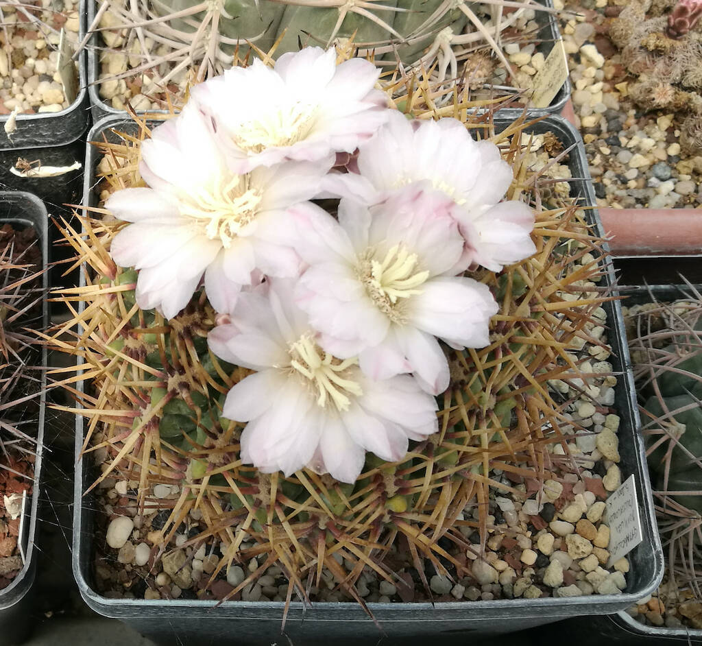 Gymnocalycium monvillei