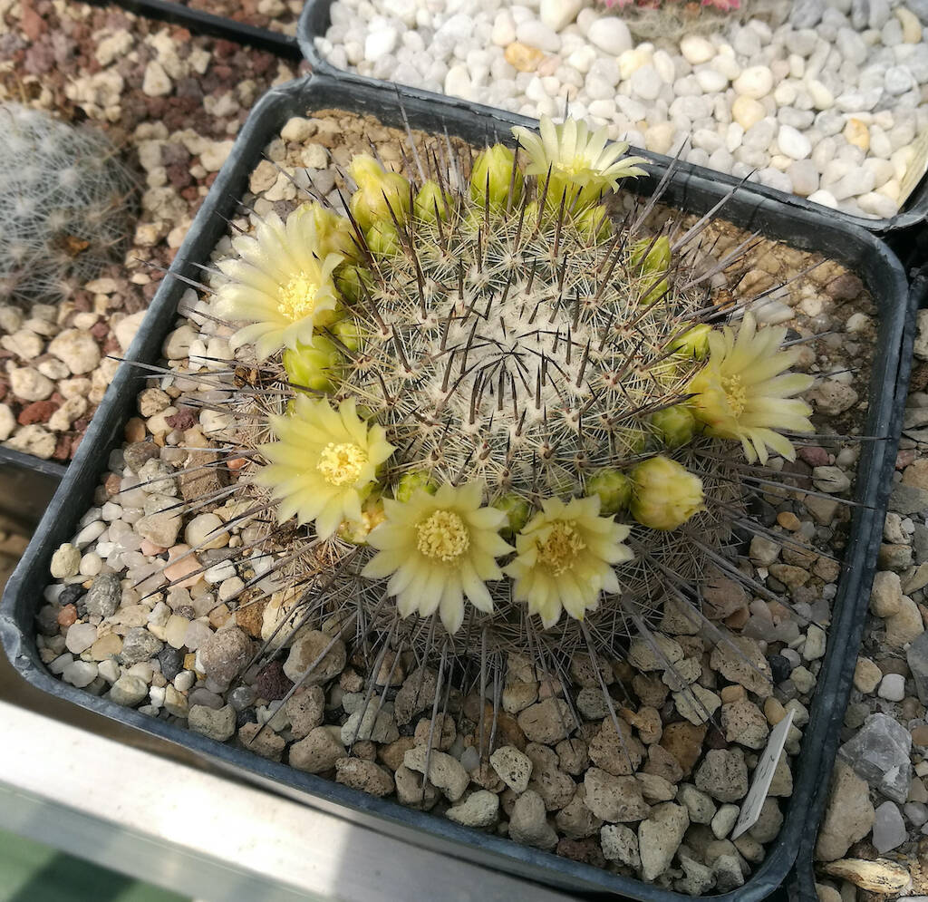 Mammillaria