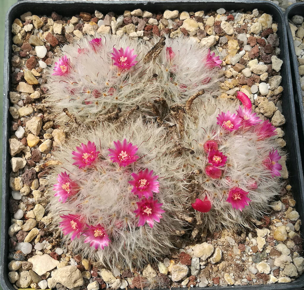 Mammillaria bocasana mia semina