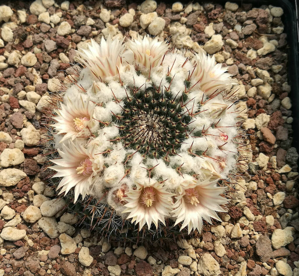 Mammillaria chionocephala