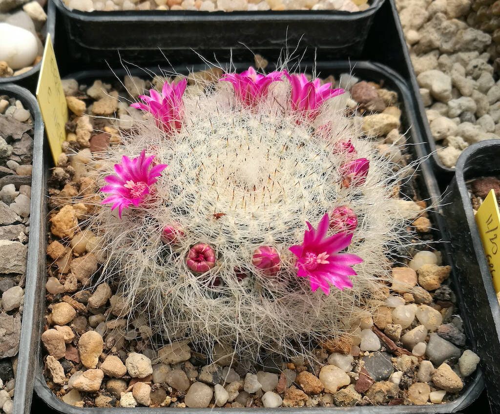 Mammillaria hahniana