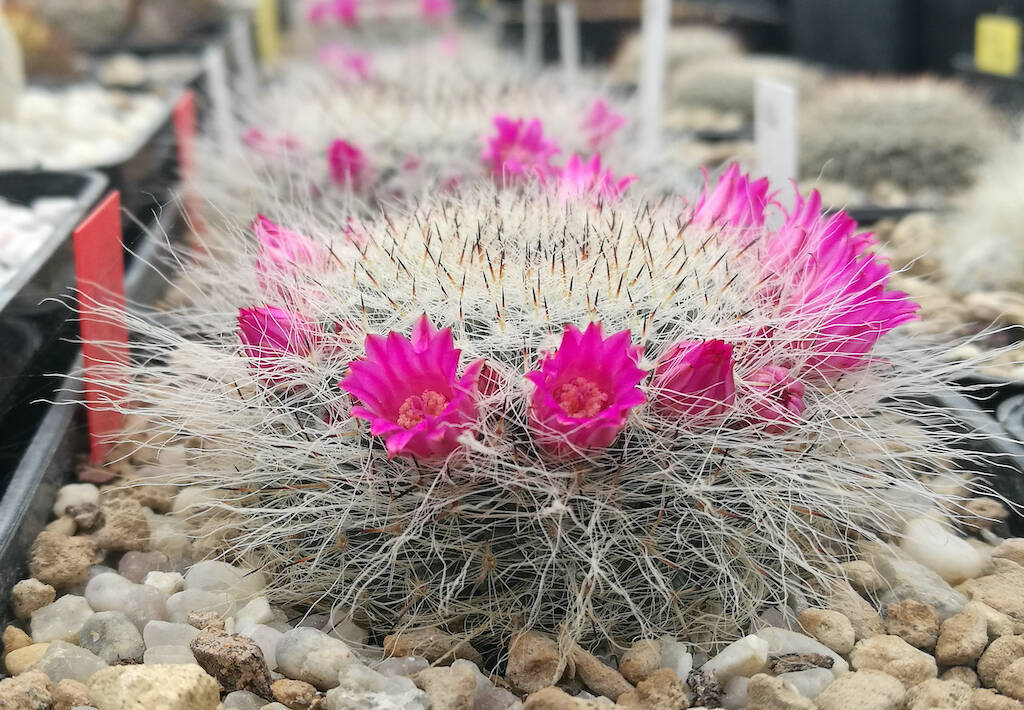 From mid-April the cactus blooms come to life: a photo gallery