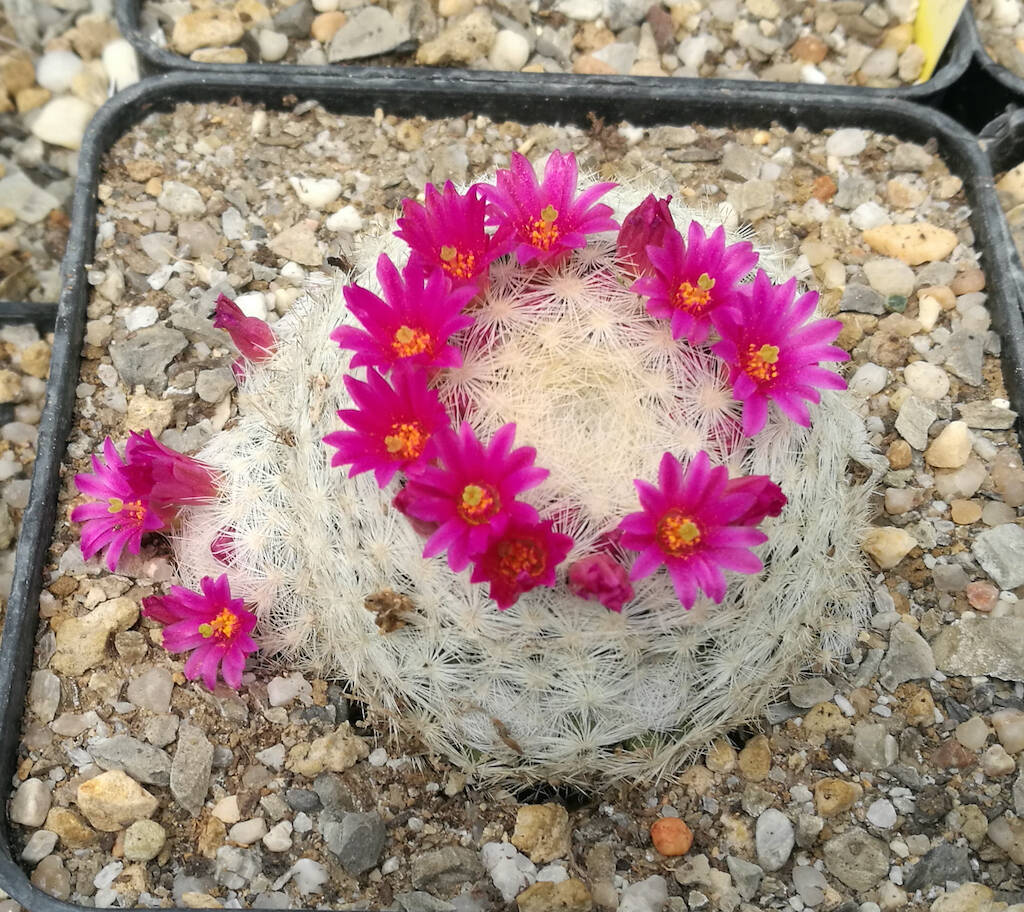 Mammillaria humboldtii