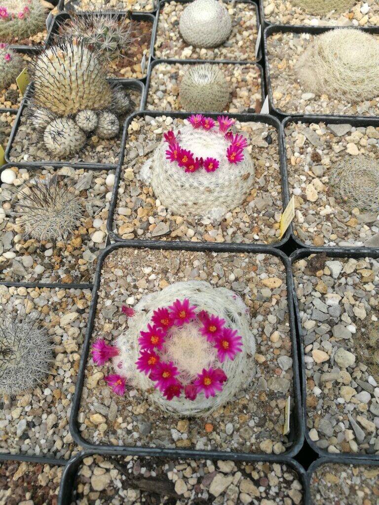 Mammillaria humboldtii