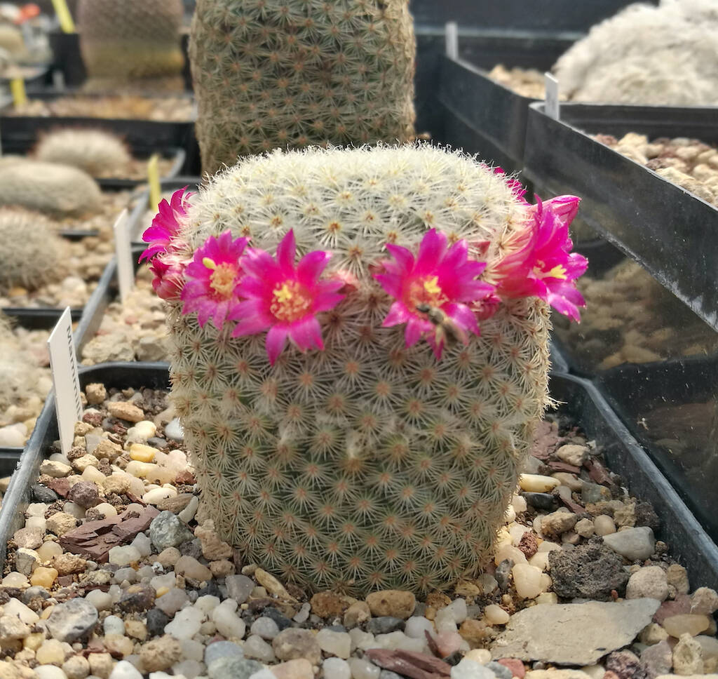 Mammillaria perbella