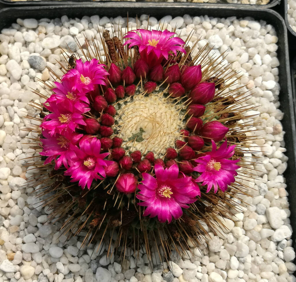 Mammillaria polythele cv un pico