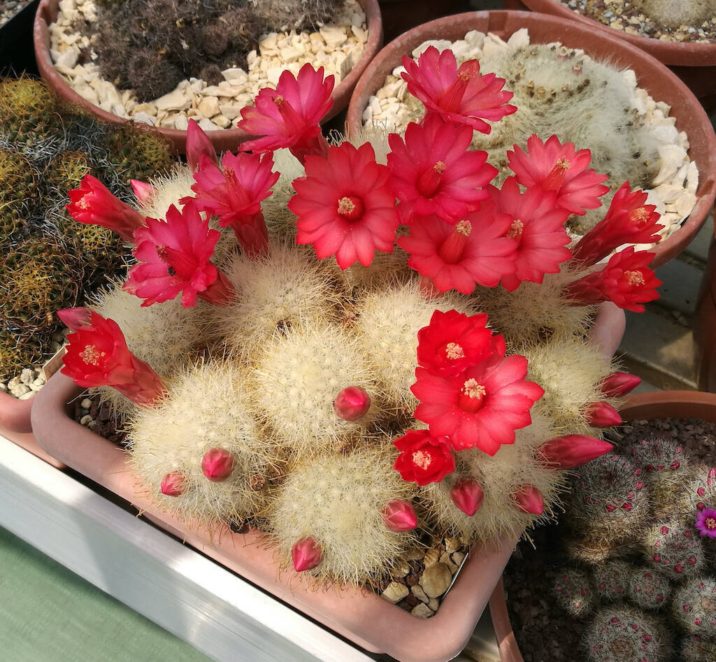 Mammillaria senilis