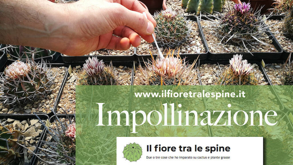 Impollinare i cactus e ottenere semi dalle nostre piante: ecco come fare