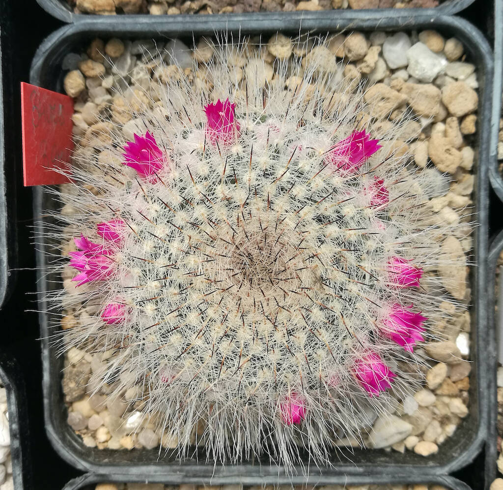 Mammillaria hahniana esperimento