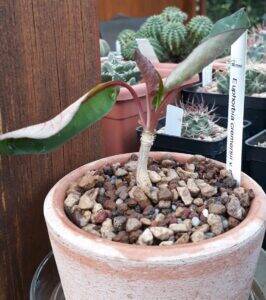 Euphorbia2a.jpg