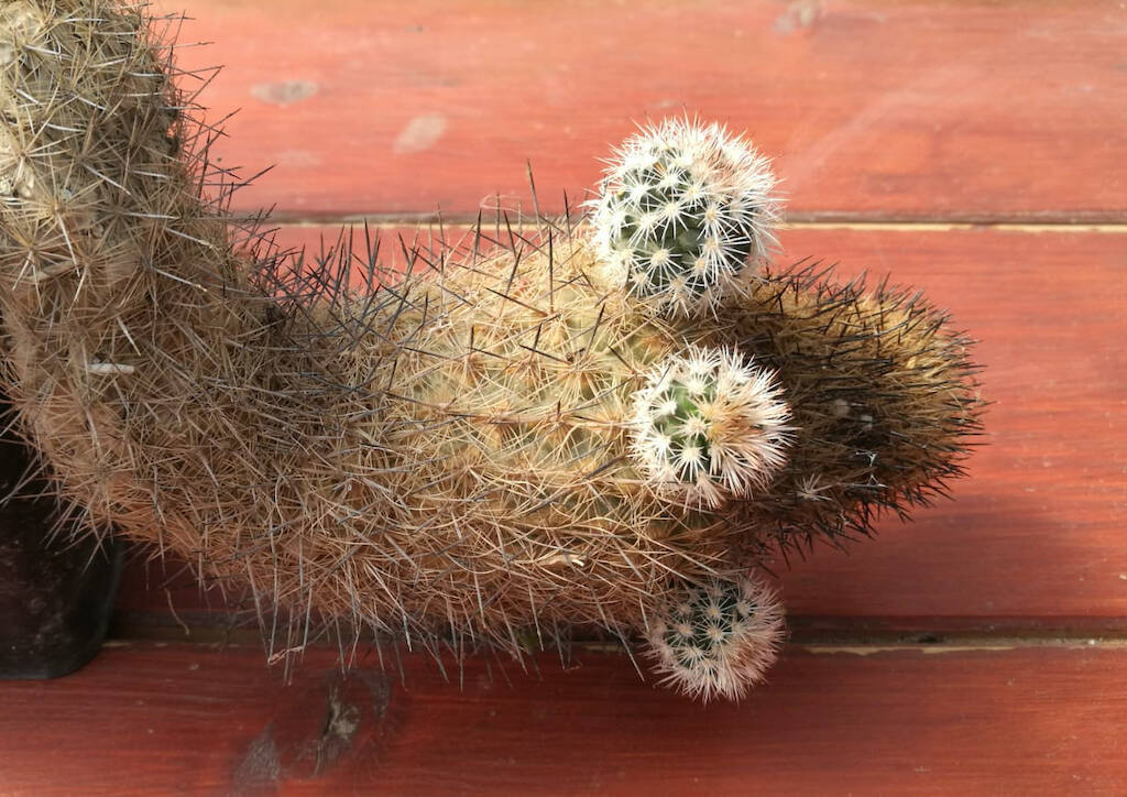 Come riprodurre i cactus e le piante succulente per talea e in quale periodo dell’anno procedere