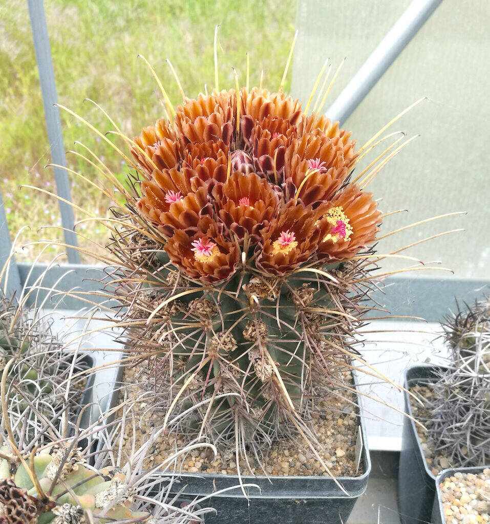 Ancistrocactus uncinatus