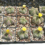 Astrophytum myriostigma nudum mie semine