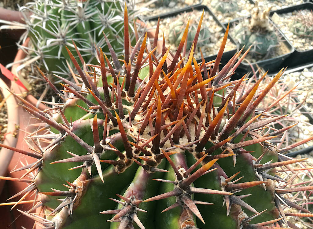 Echinocactus platyacanthus