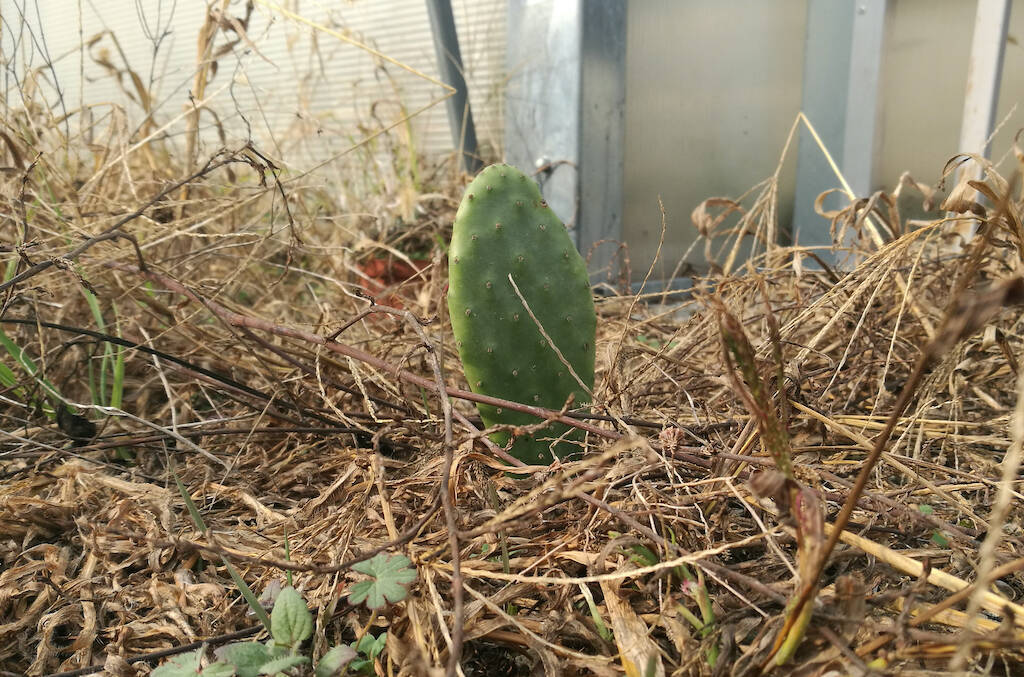 La forza della Natura: storia di una mia Opuntia in piena terra, morta e… rinata