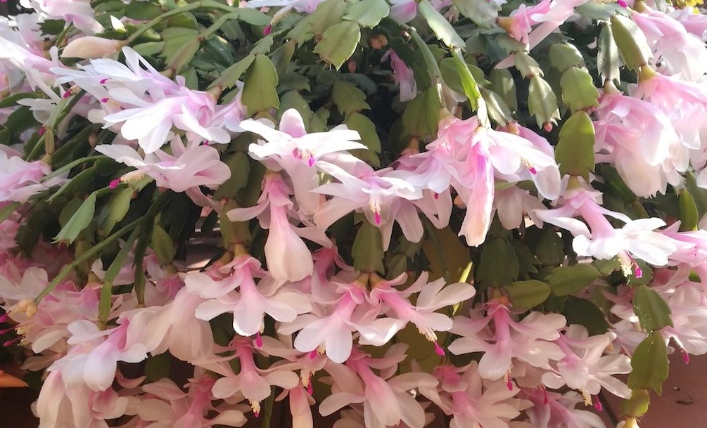 Schlumbergera, il “cactus di Natale”: come farlo fiorire in tutta la sua abbondanza