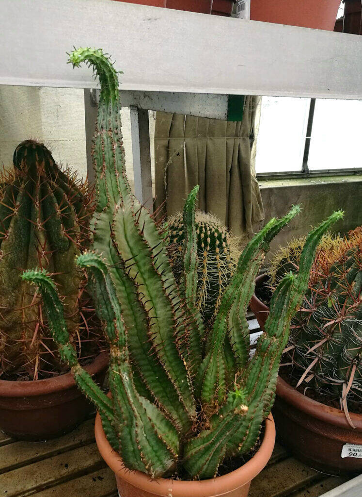 Euphorbia eziolata