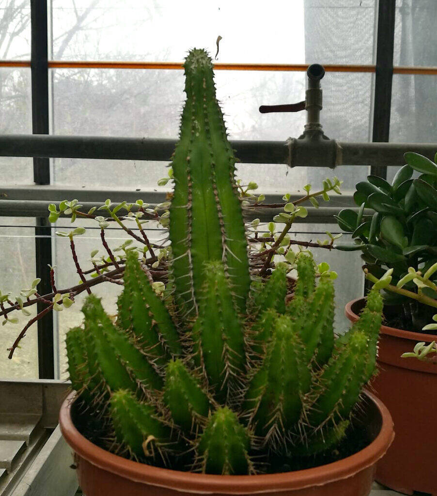 Euphorbia eziolata