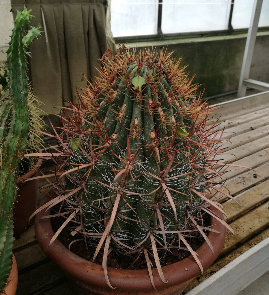 Ferocactus eziolato