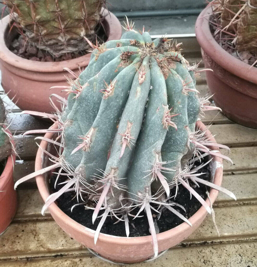 Ferocactus eziolato