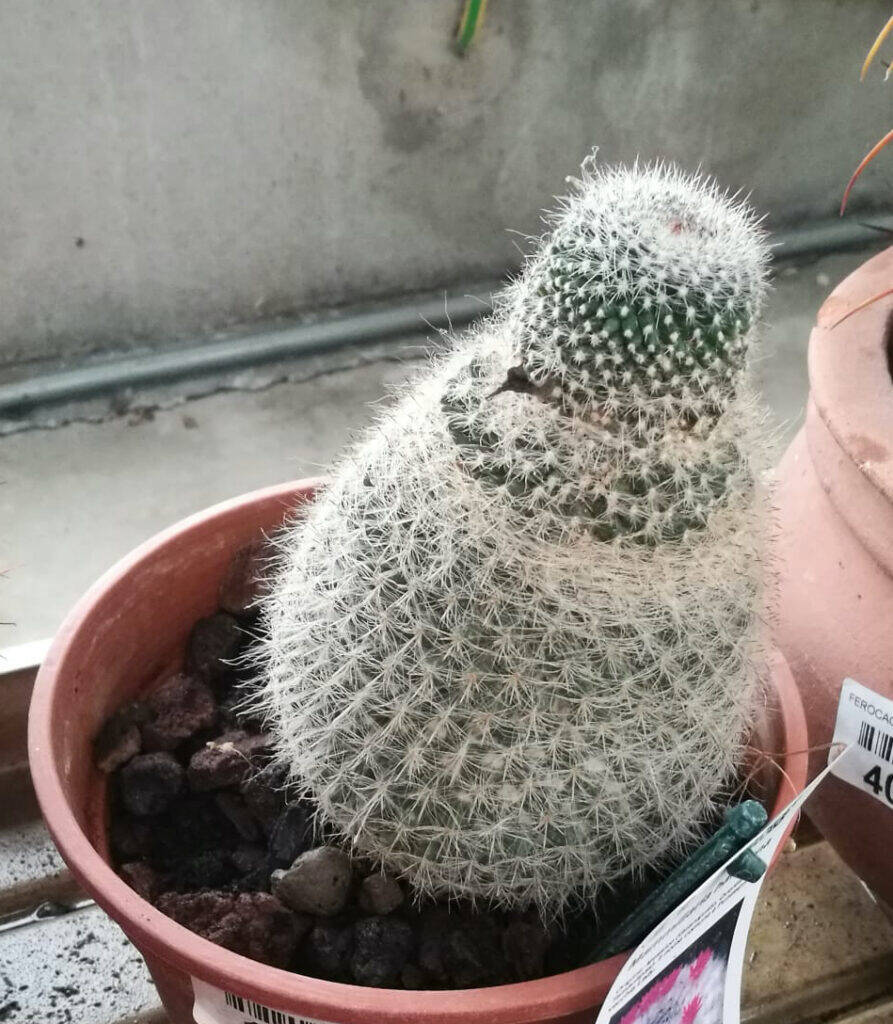 Mammillaria eziolata