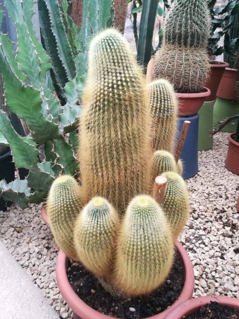 Notocactus eziolato