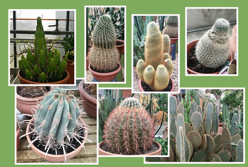 eziolatura cactus