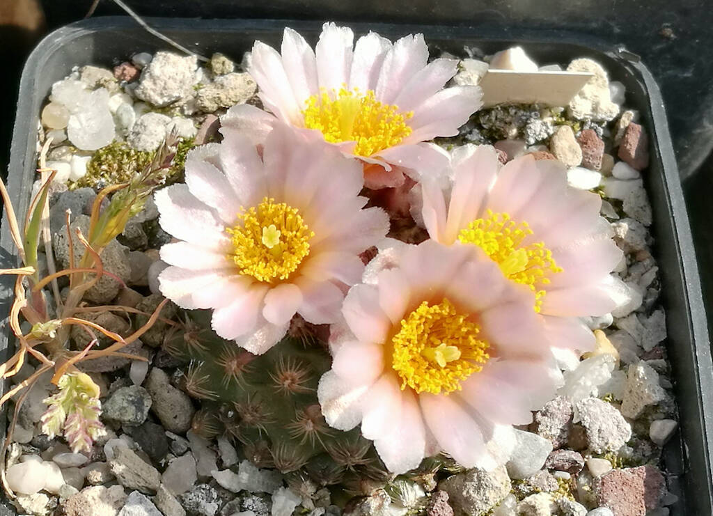 Pediocactus, genere poco diffuso ma ideale per la coltivazione all’aperto anche in inverno