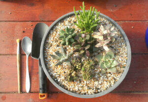 Composizione con piante succulente