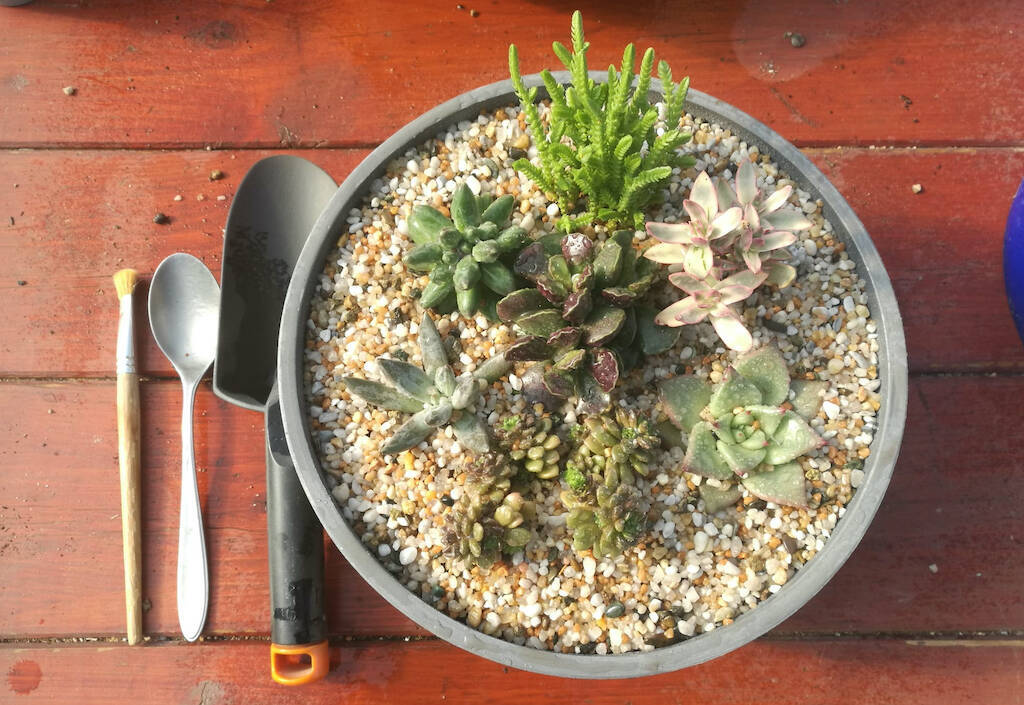 Compositions with succulents: how to choose plants and what is important to know