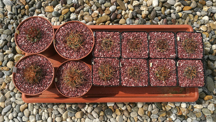 Gymnocalycium armatum e bozsingianum rinvasati