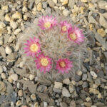 Mammillaria bocasana