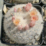 Mammillaria candida