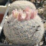 Mammillaria candida