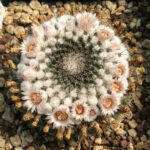 Mammillaria chionocephala