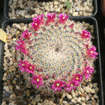 Mammillaria elengans