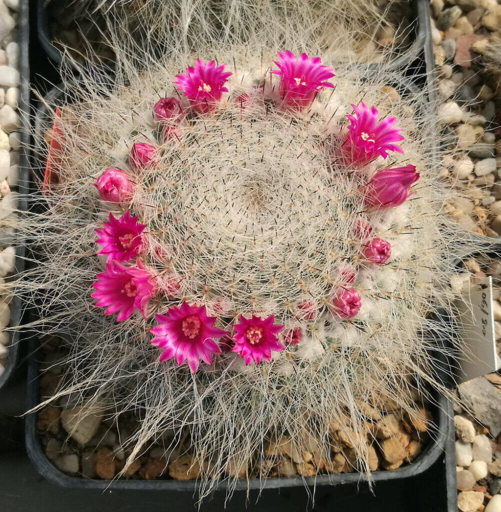 Mammillaria hahniana