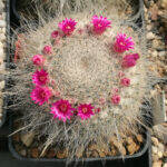 Mammillaria hahniana