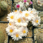 Mammillaria herrerae albiflora