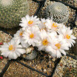 Mammillaria herrerae albiflora