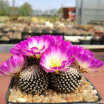 Mammillaria luethyi