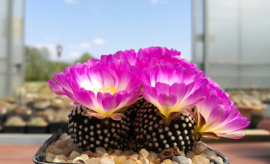 Mammillaria luethyi