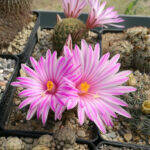 Mammillaria napina