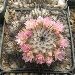 Mammillaria perezdelarosae