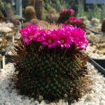 Mammillaria polythele cv 'un pico'