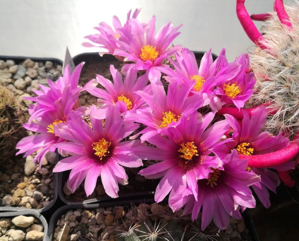 Mammillaria, a genus of cactus that is essential in any self-respecting succulent collection