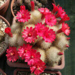 Mammillaria senilis