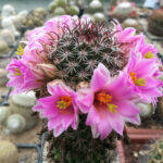 Mammillaria sheldonii