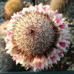 Mammillaria slevinii