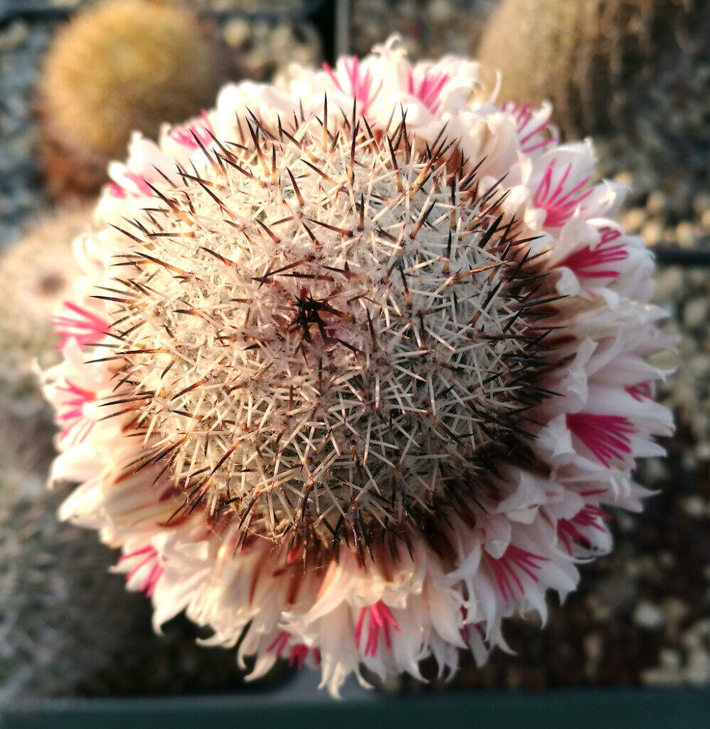 Mammillaria slevinii